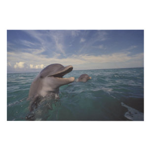 Caribbean, Bottlenose Wood Wall Decor