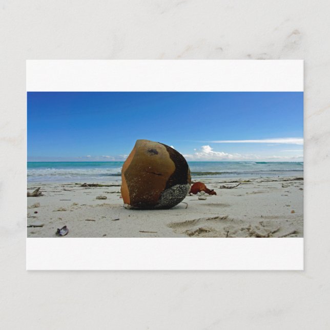 caribbean coconut postcard (Front)