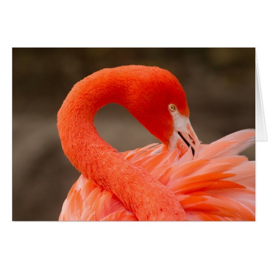 caribbean flamingo cards (Front Horizontal)