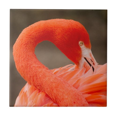 Caribbean flamingo ceramic tile