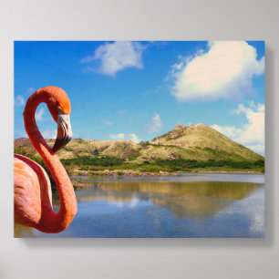 Caribbean flamingo in St kitts Board Wood Photo Tile