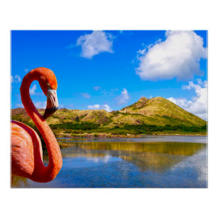 Caribbean flamingo in St kitts canvas Poster