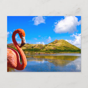 Caribbean flamingo in St kitts Postcard