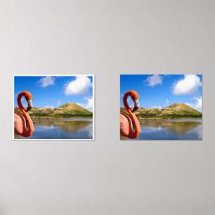 Caribbean flamingo in St kitts Prints