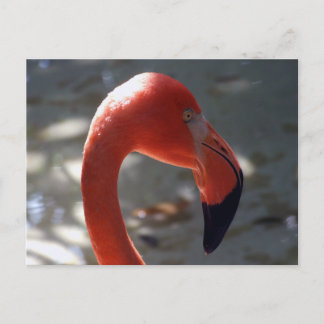 Caribbean Flamingo Postcard