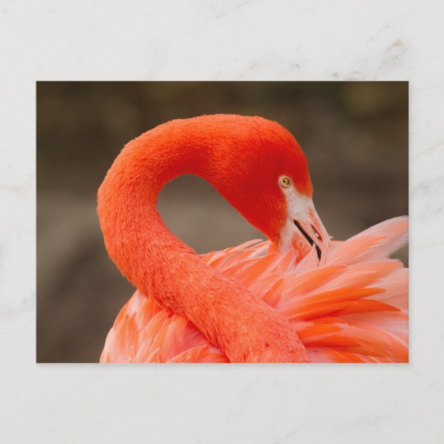 Caribbean flamingo postcard (Front)