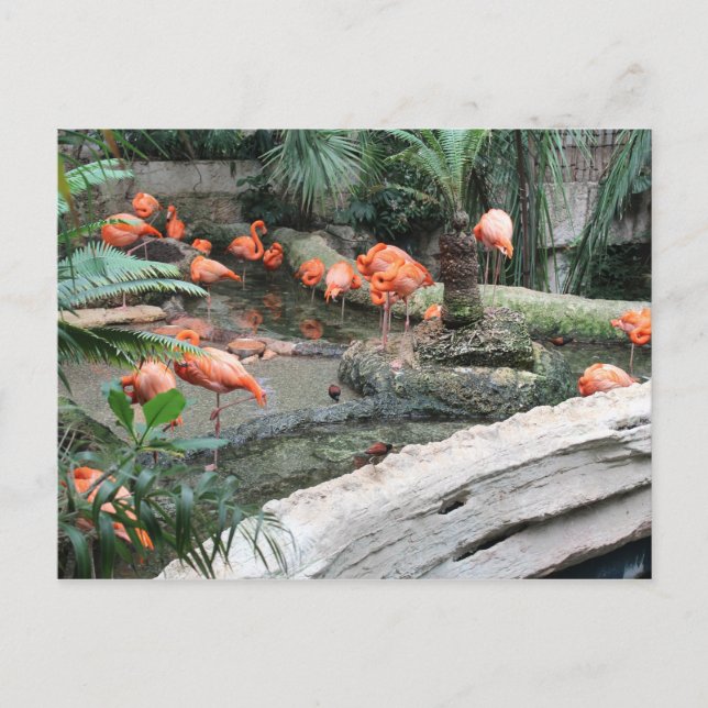 Caribbean Flamingos # 12 Postcard (Front)