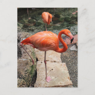 Caribbean Flamingos # 4 Postcard
