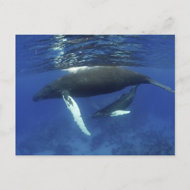 Caribbean, Greater Antilles archipelago, Postcard (Front)