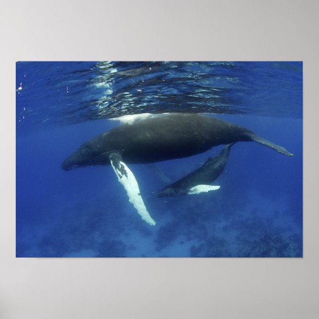 Caribbean, Greater Antilles archipelago, Poster (Front)