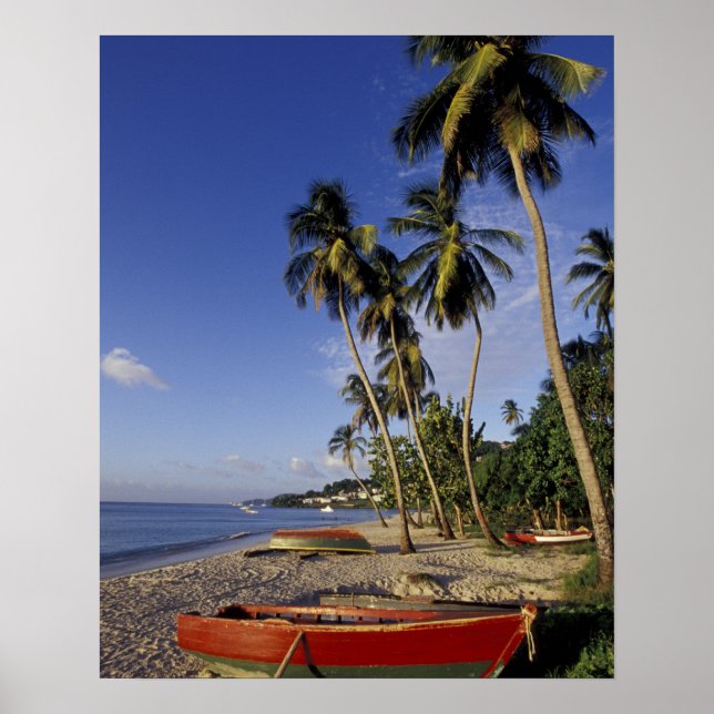 CARIBBEAN, Grenada, St. George, Boats on palm Poster (Front)