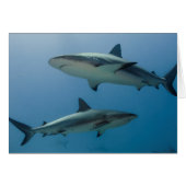 Caribbean Reef Shark (Front Horizontal)