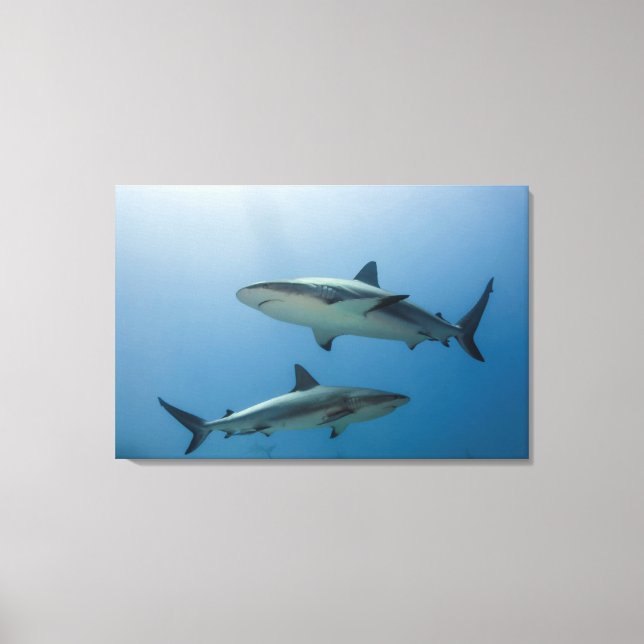 Caribbean Reef Shark Canvas Print (Front)
