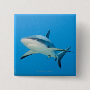 Caribbean reef shark (Carcharhinus perezi) Button