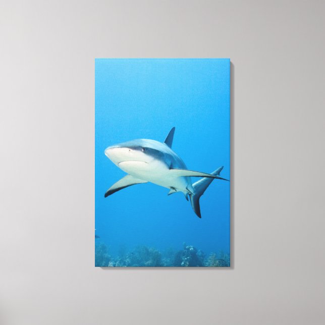 Caribbean reef shark (Carcharhinus perezi) Canvas Print (Front)