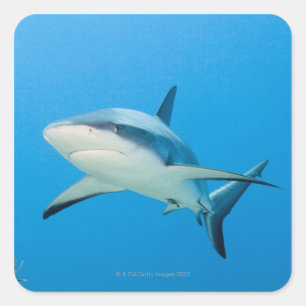 Caribbean reef shark (Carcharhinus perezi) Square Sticker