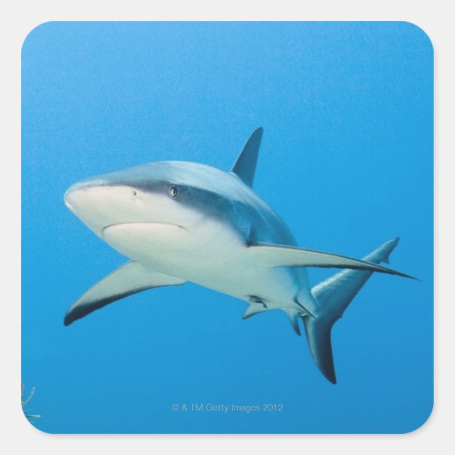 Caribbean reef shark (Carcharhinus perezi) Square Sticker (Front)