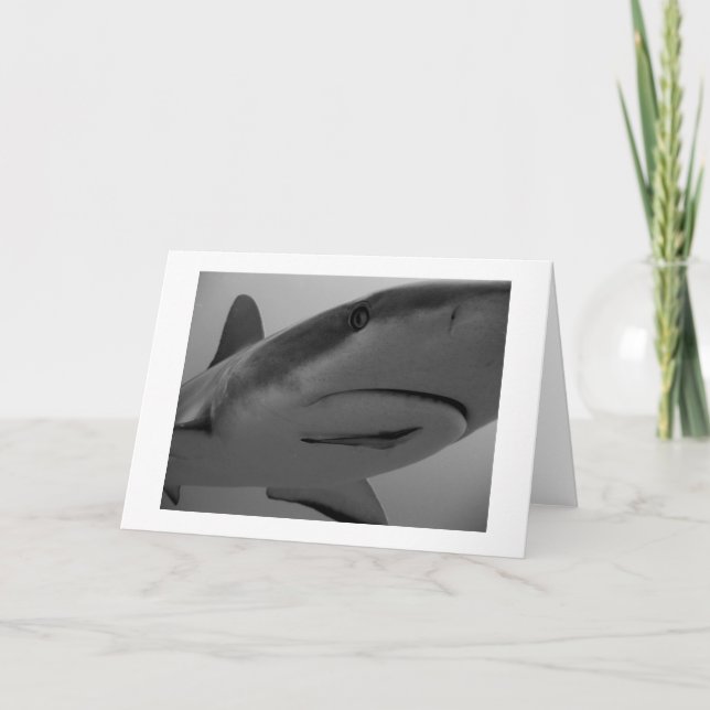 Caribbean Reef Shark Card (Front)
