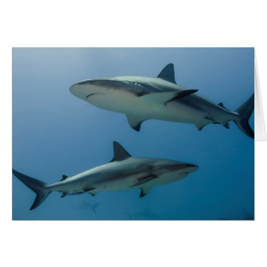 Caribbean Reef Shark Cards (Front Horizontal)