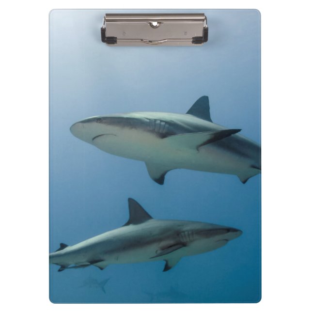 Caribbean Reef Shark Clipboard (Front)