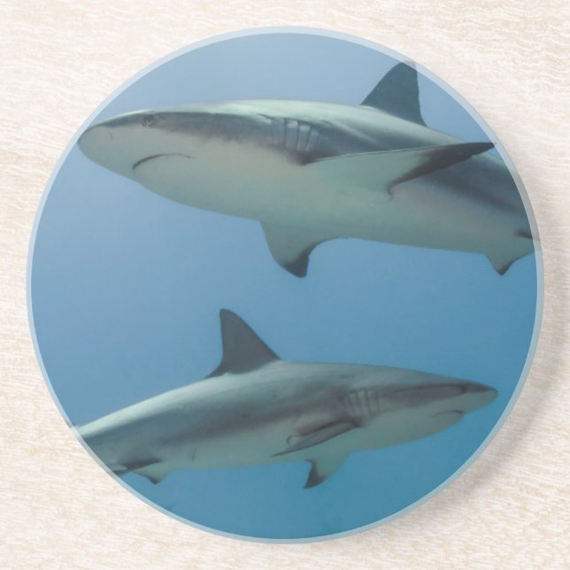 Caribbean Reef Shark Drink Coaster (Front)