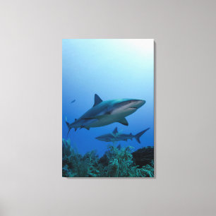 Caribbean Reef Shark Jardines de la Reina Canvas Print