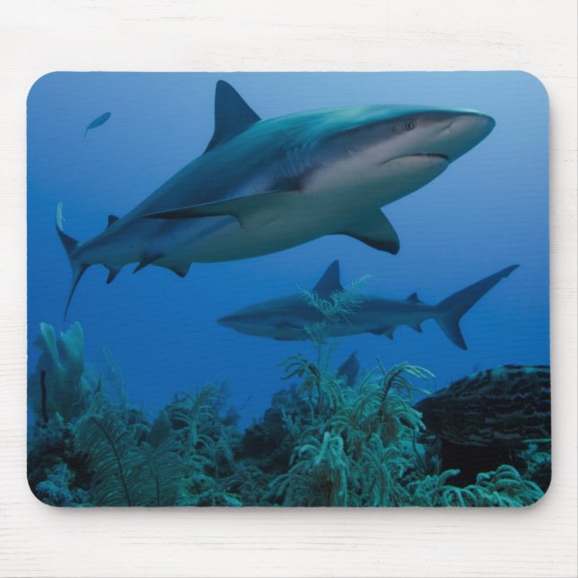 Caribbean Reef Shark Jardines de la Reina Mouse Pad (Front)