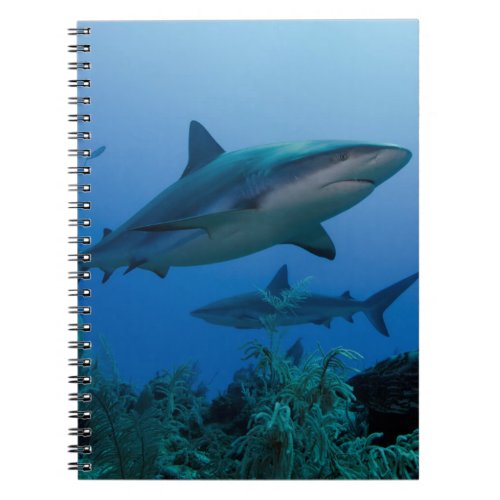 Caribbean Reef Shark Jardines de la Reina Notebook
