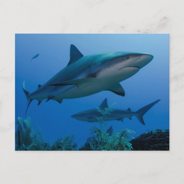 Caribbean Reef Shark Jardines de la Reina Postcard (Front)