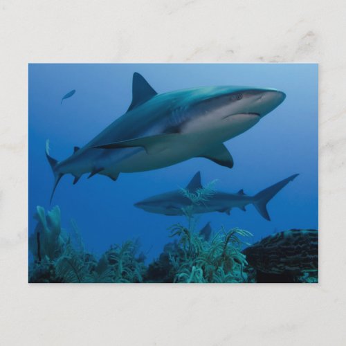 Caribbean Reef Shark Jardines de la Reina Postcard Caribbean Reef Shark Jardines de la Reina Postcard