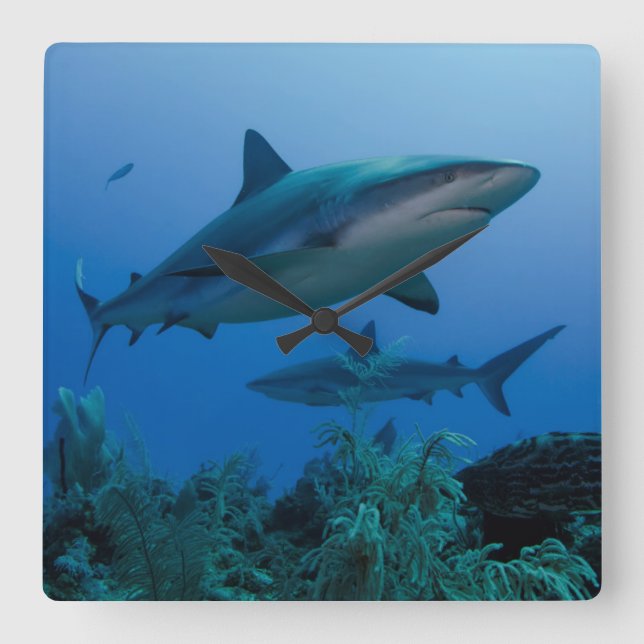 Caribbean Reef Shark Jardines de la Reina Square Wall Clock (Front)