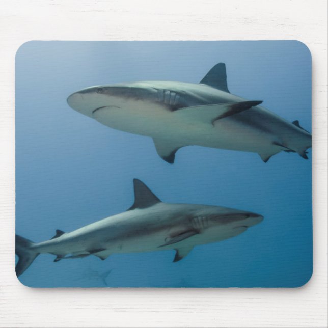 Caribbean Reef Shark Mouse Pad (Front)