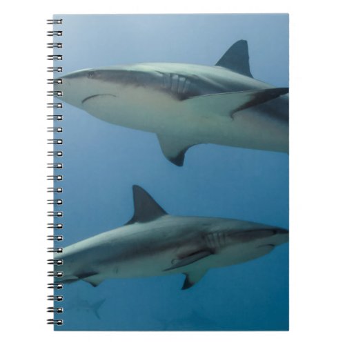 Caribbean Reef Shark Notebook