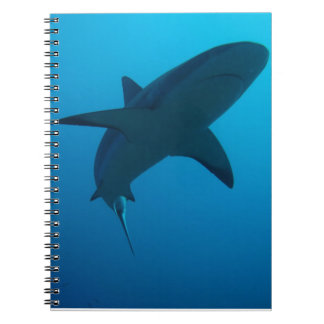 Caribbean Reef Shark Notebook