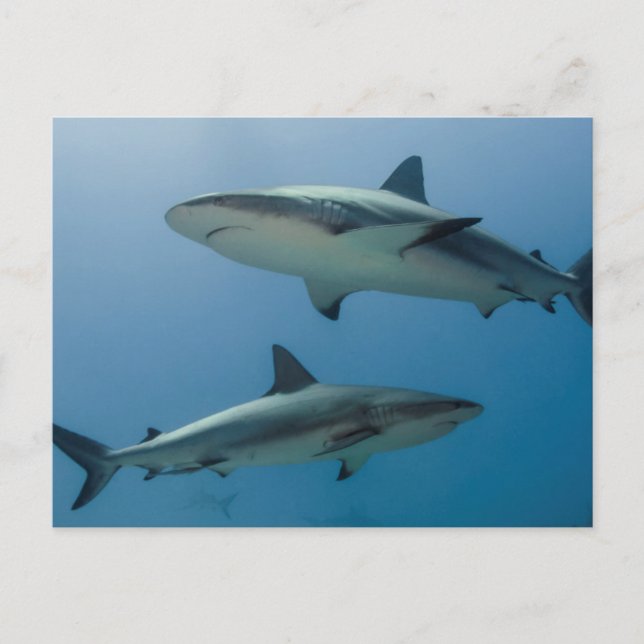 Caribbean Reef Shark Postcard (Front)