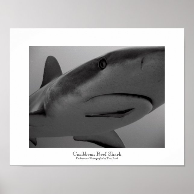 Caribbean Reef Shark Poster (Front)