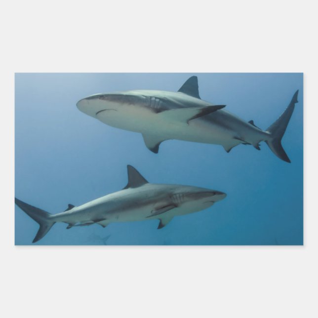 Caribbean Reef Shark Rectangular Sticker (Front)
