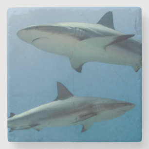 Caribbean Reef Shark Stone Coaster