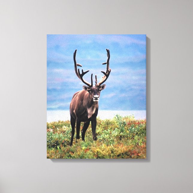 Caribbean Reindeer | Denali National Park, Alaska Canvas Print (Front)
