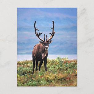 Caribbean Reindeer   Denali National Park, Alaska Postcard