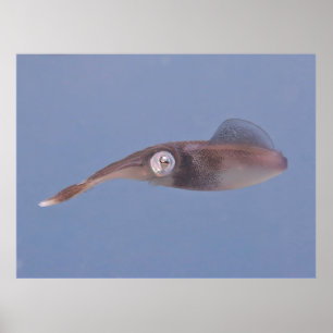Caribbean Squid Poster