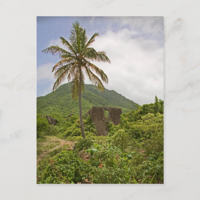 Caribbean Sugar Ruins Island Palm Tree Scene Postcard (Front)
