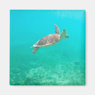 Caribbean Turtle  Magnet