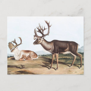 Caribou, American Rein Deer (Tarandus furcifer) Postcard