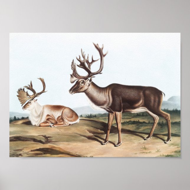 Caribou, American Rein Deer (Tarandus furcifer) Poster (Front)