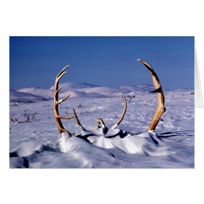 Caribou antlers in the snow cards