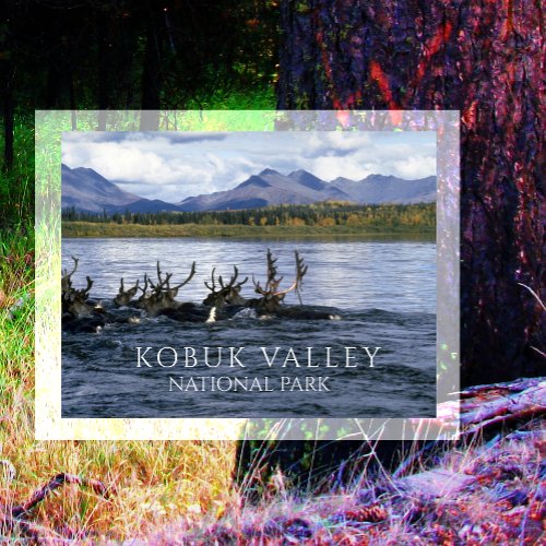 Caribou Crossing Kobuk River Alaska Postcard
