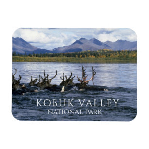 Caribou Crossing Kobuk River, Kobuk Valley  Magnet
