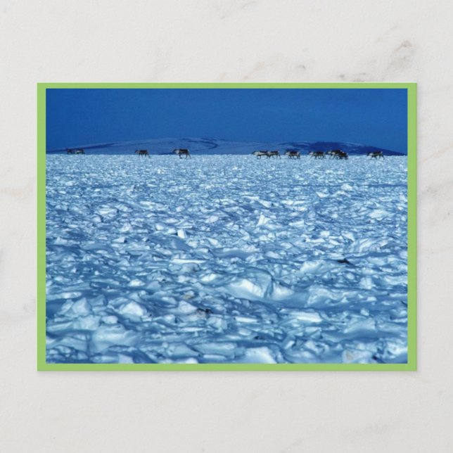 Caribou crossing snowy tundra postcard (Front)
