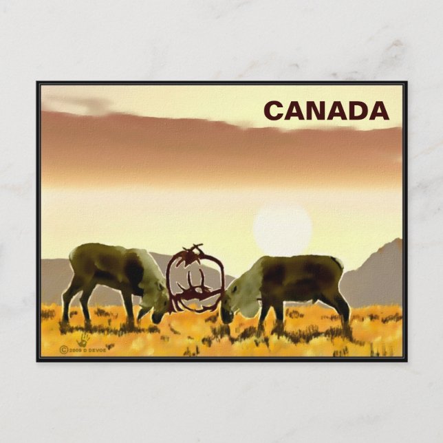 Caribou Duel - Canada Postcard (Front)